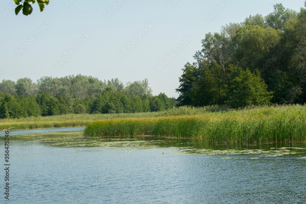 Calm river, lush trees and green water plants on a sunny day. River Vorskla, Ukraine. Summer beautiful background Calm river, lush trees and green water plants on a sunny day. River Vorskla, Ukraine. Summer beautiful background