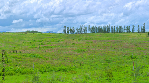 Green pasture on the flat hills under the blue sky and clouds.