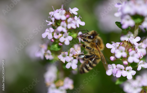 Close-up of a honeybee collecting pollen from a flowering marjoram plant in May © leopictures