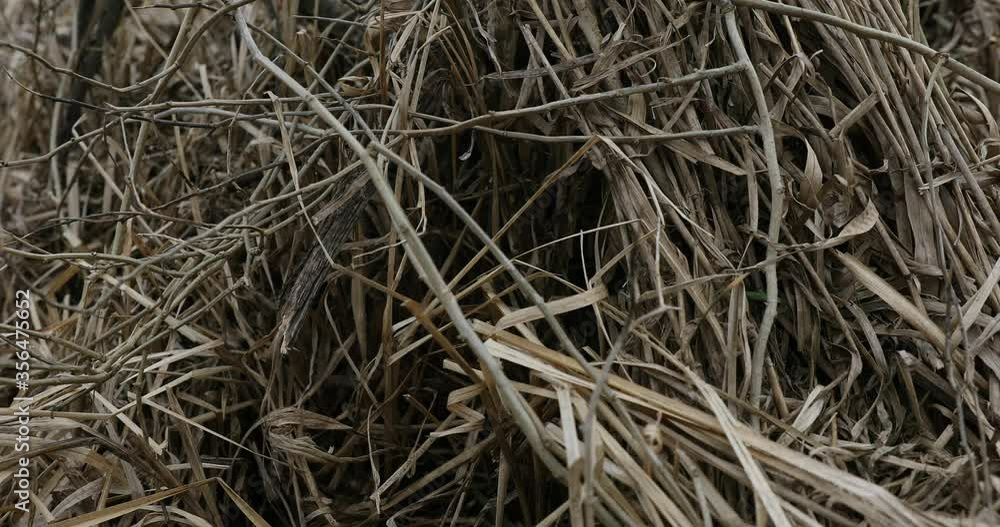 Hydrological drought. Effects of no rainfall. Areas of dry reeds. Cracked earth, free of moisture. Drought in Poland
Hydrological drought. Effects of no rainfall. Areas of dry reeds. Cracked earth, free of moisture. Drought in Poland