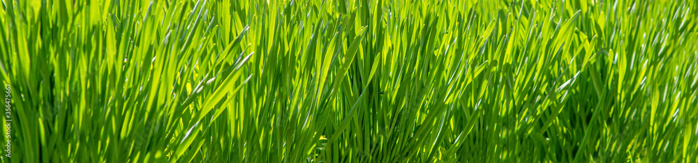 green meadow grass. nature background macro. summer season. purity freshness nature. banner. copy space. template for design green meadow grass. nature background macro. summer season. purity freshness nature. banner. copy space. template for design