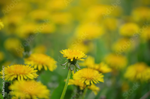 Carpet of dandelions on a blurred background.