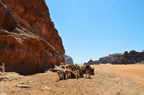 Camels resting in Wadi Rum Desert, Jordan
