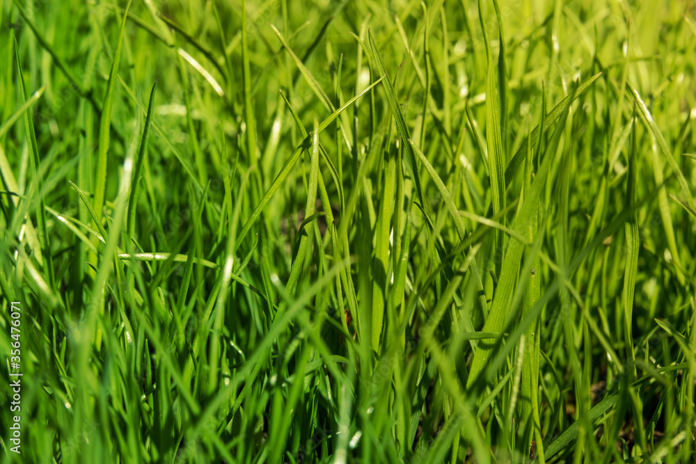 Young green grass in a meadow in summer close up selective focus Young green grass in a meadow in summer close up selective focus