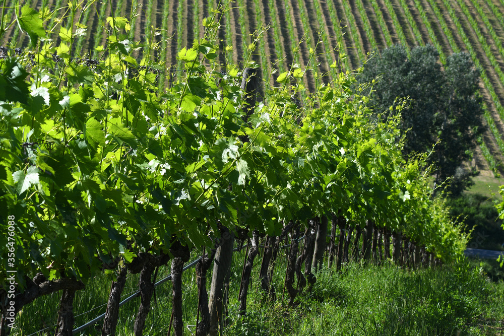 Spring season, young green vineyards in Chianti region near Greve in Chianti, Florence. Italy