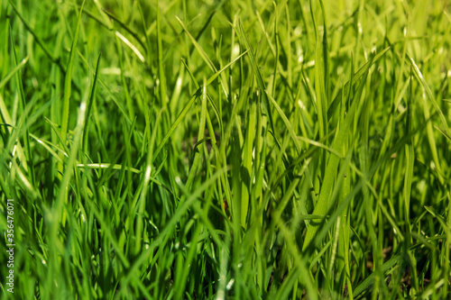 Young green grass in a meadow in summer close up selective focus