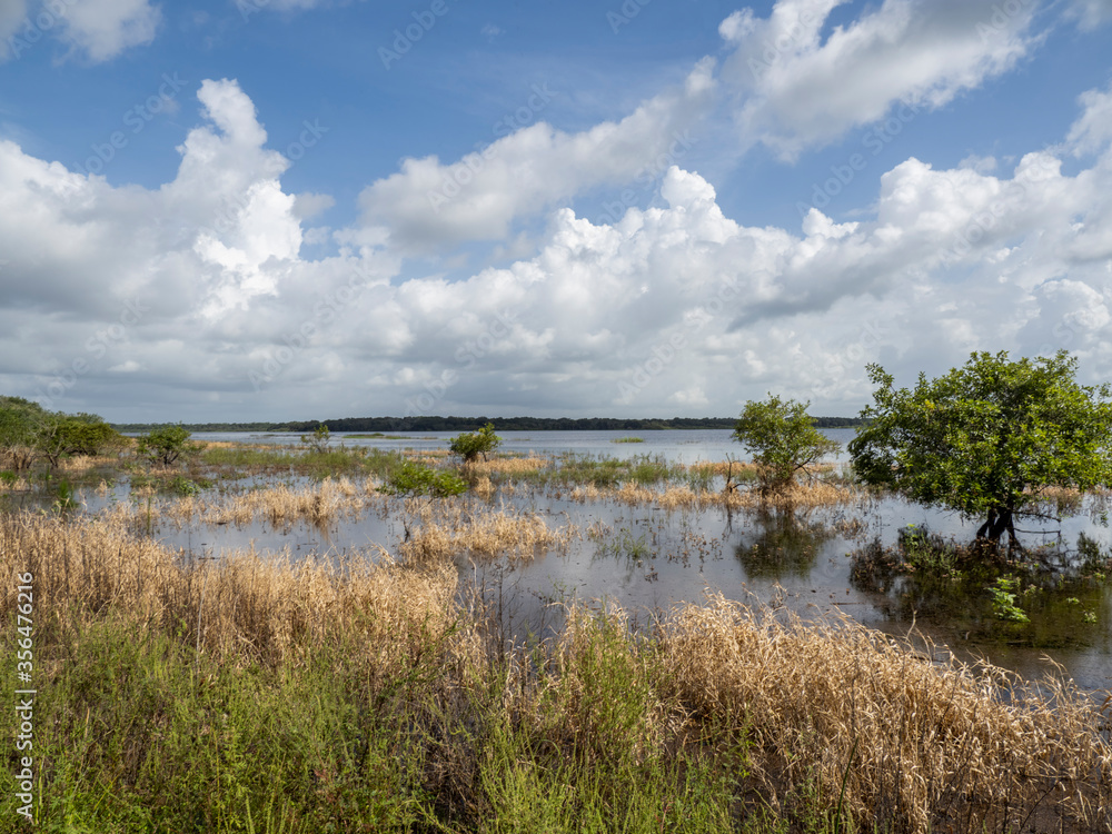 Upper Myakker Lake in Myakka River State Park in Sarasota Florida in the United States