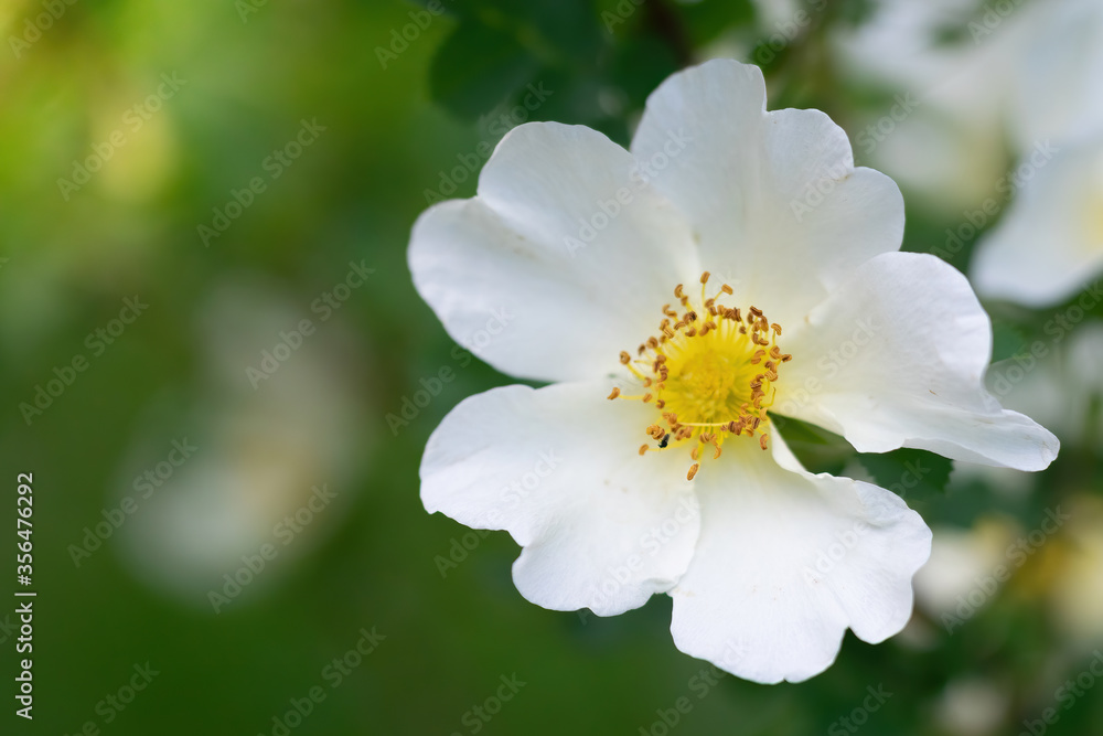 White rose flower on a blur background. White rose flower on a blur background.