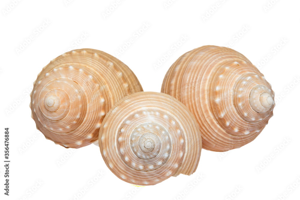 Some seashells of sea snail isolated on white background, close up Some seashells of sea snail isolated on white background, close up