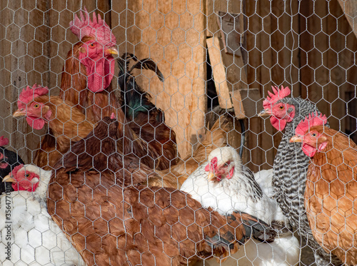 Chickens and roosters congregate in a chicken coop behind a wire fence. Farm setting.