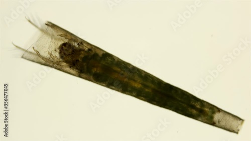 Trichoptera larvae under the microscope, movement of the caddis larva in a protective tubular house or cap, later the larva will turn into a moth, most species live in the water or live in the thickne photo