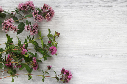 Marjoram or oregano  lat. Or  ganum vulg  re  on a white wooden background. Healing herb.  Place for text.    