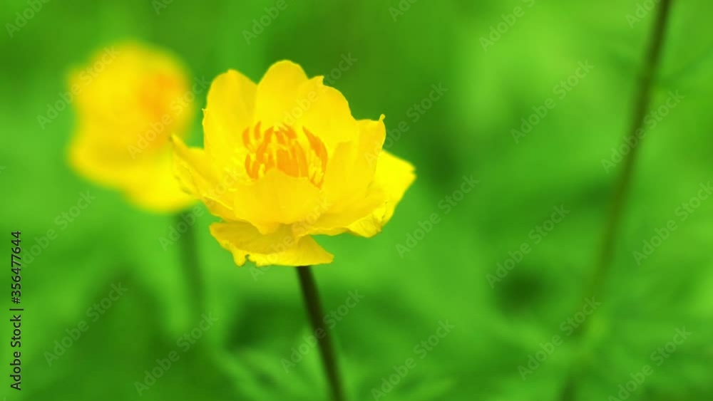 Yellow swimsuit in the summer garden. Beautiful flowers in nature Yellow swimsuit in the summer garden. Beautiful flowers in nature