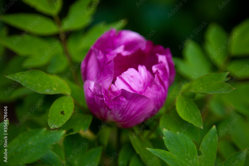 Bush of peonies in the garden. Beautiful dark pink buds of summer flowers. Peony flower Bordeaux color. Bush of peonies in the garden. Beautiful dark pink buds of summer flowers. Peony flower Bordeaux color.