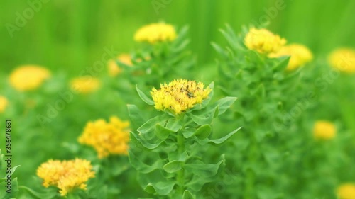 Golden root (Rhodiola rosea) bloom in the spring garden