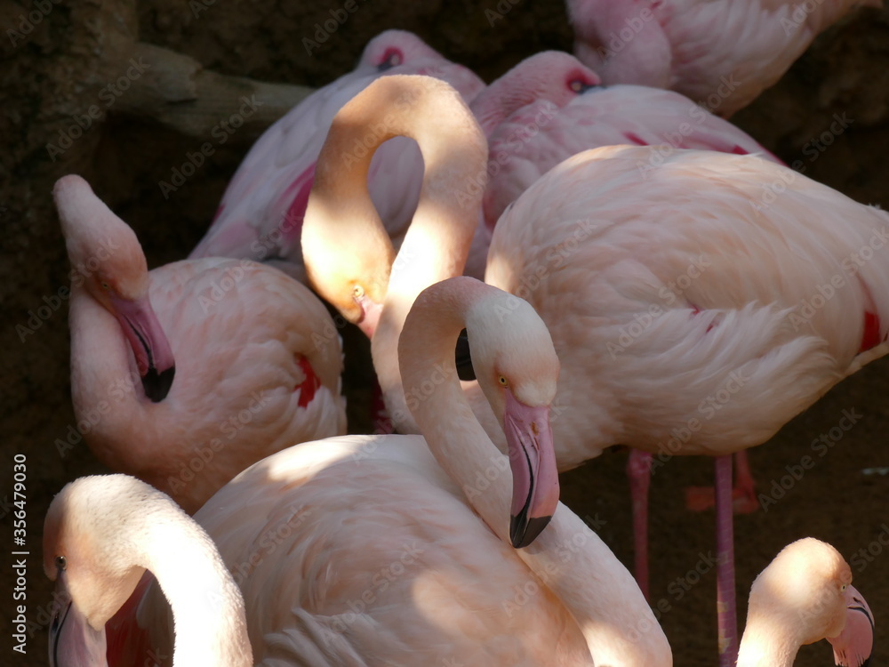 Flamingos Stock Photo Adobe Stock