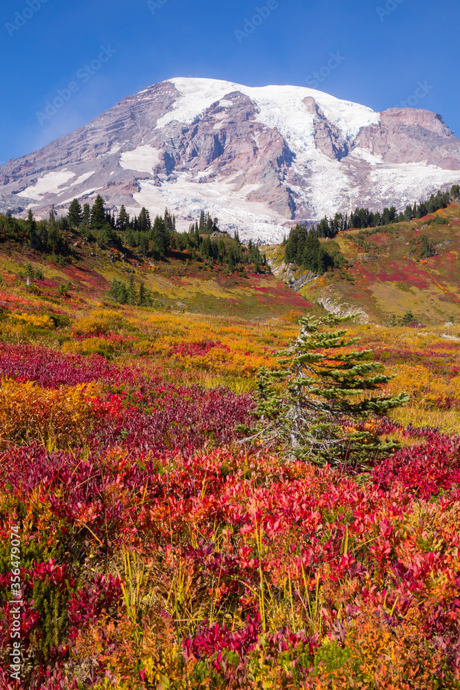 Fototapeta premium Stunning fall foliage at Mt. Rainier National Park in Washington state 