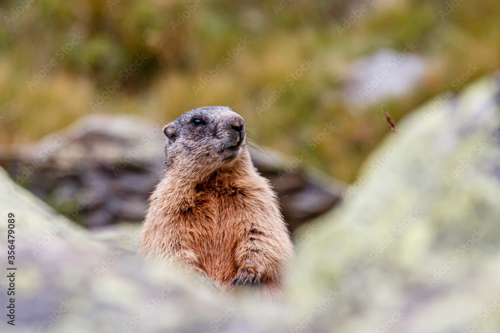 sitzendes murmeltier zwischen zwei steinen sitzendes murmeltier zwischen zwei steinen