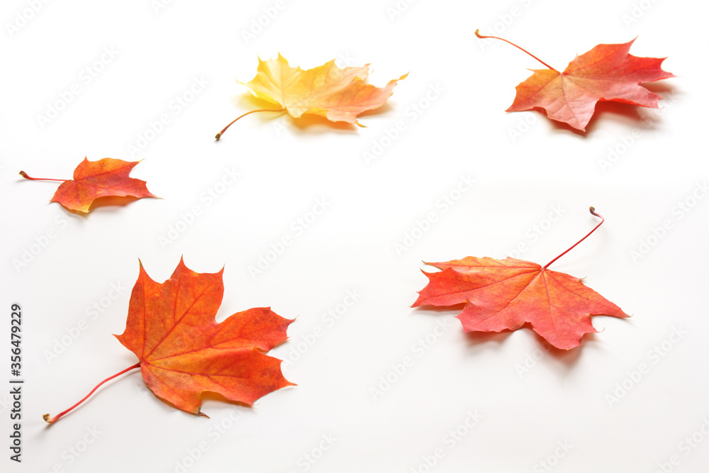 bright autumn maple leaves on a white background bright autumn maple leaves on a white background