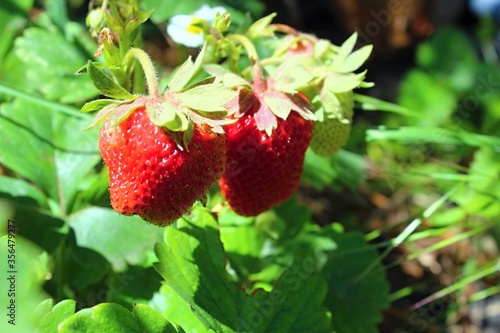 Harvesting ripe strawberries in summer.