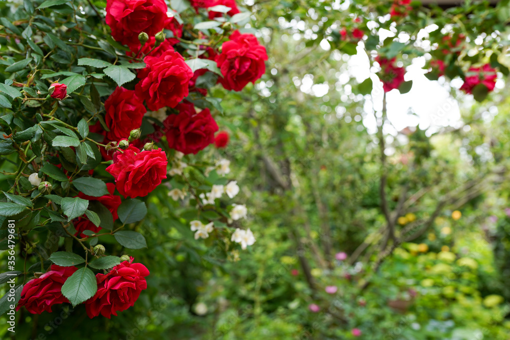 shot of beautiful Roses bush on garden landscape