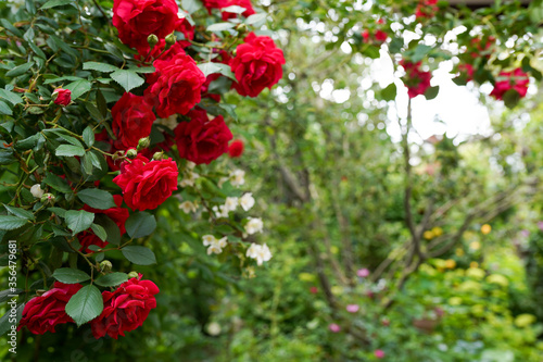 shot of beautiful Roses bush on garden landscape