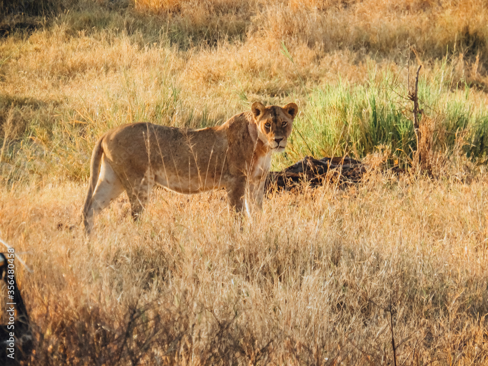 Portrait Lion Savane Tanzanie Afrique Portrait Lion Savane Tanzanie Afrique