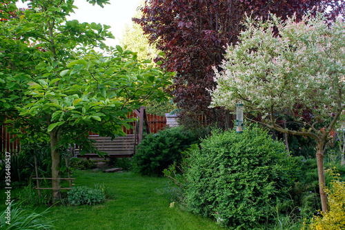 shaded garden with magnolia, decorative willow and lawn