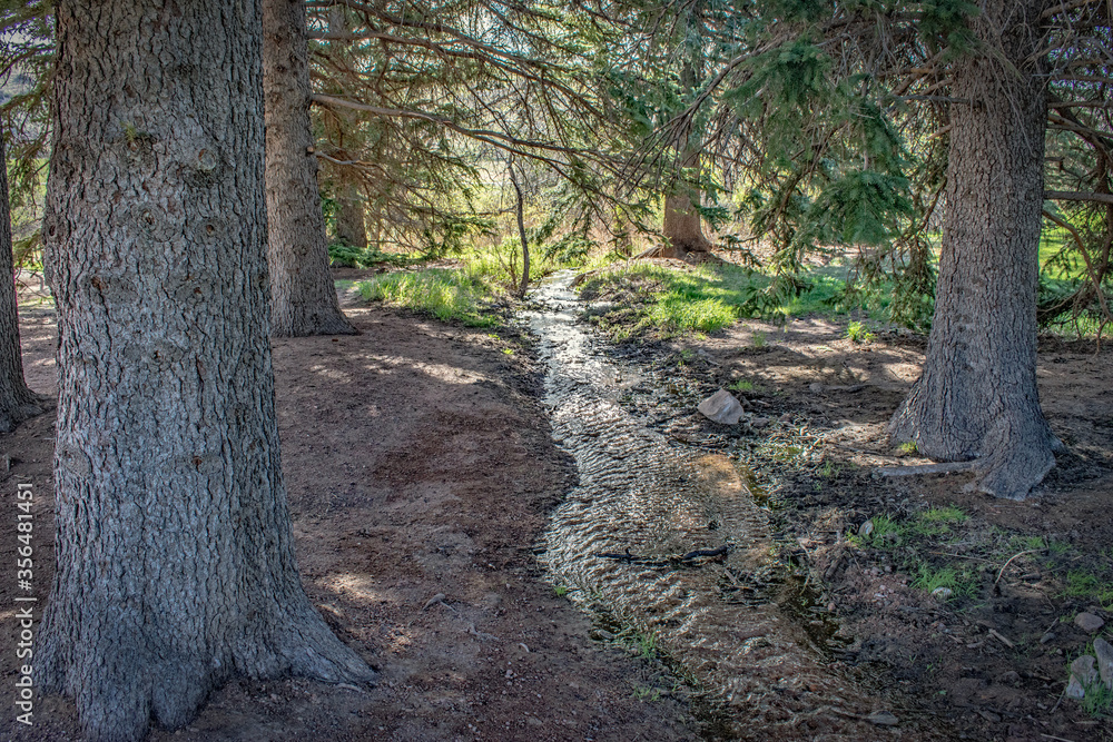 Peaceful forest setting with a small stream leading through the woods with morning light. Peaceful forest setting with a small stream leading through the woods with morning light.
