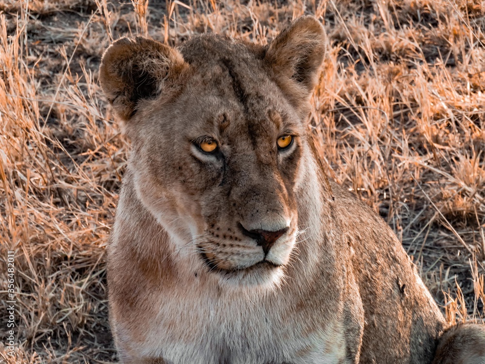 Naklejka premium Portrait Lion Savane Tanzanie Afrique