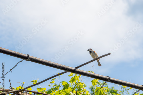 Sparrow sitting on grapes and hunt insects