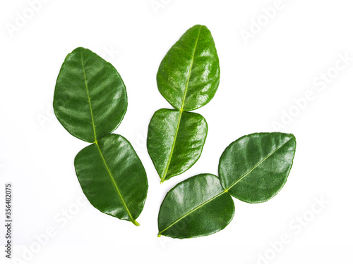 Bergamot kaffir lime leaf fresh ingredient or herb  isolated on white background. photo