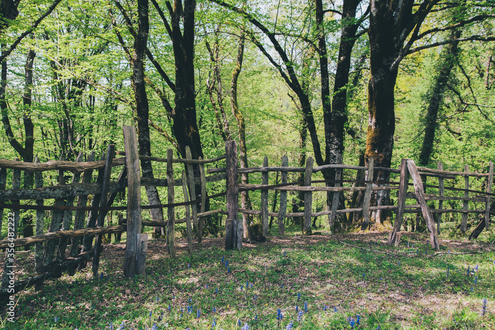 Fence in the forest