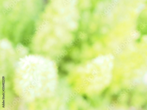 Natural background with blurred of green leaf.