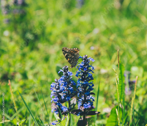 Butterfly on a flower