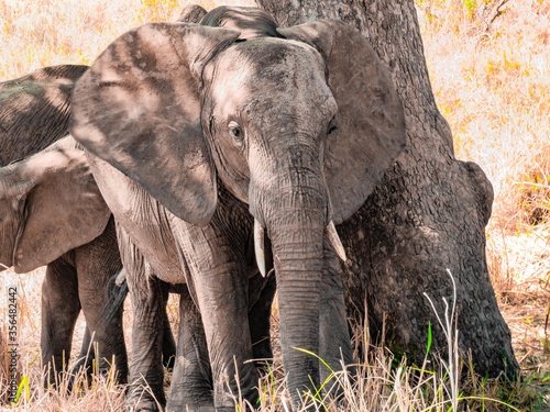 Éléphants Afrique Safari Tanzanie  