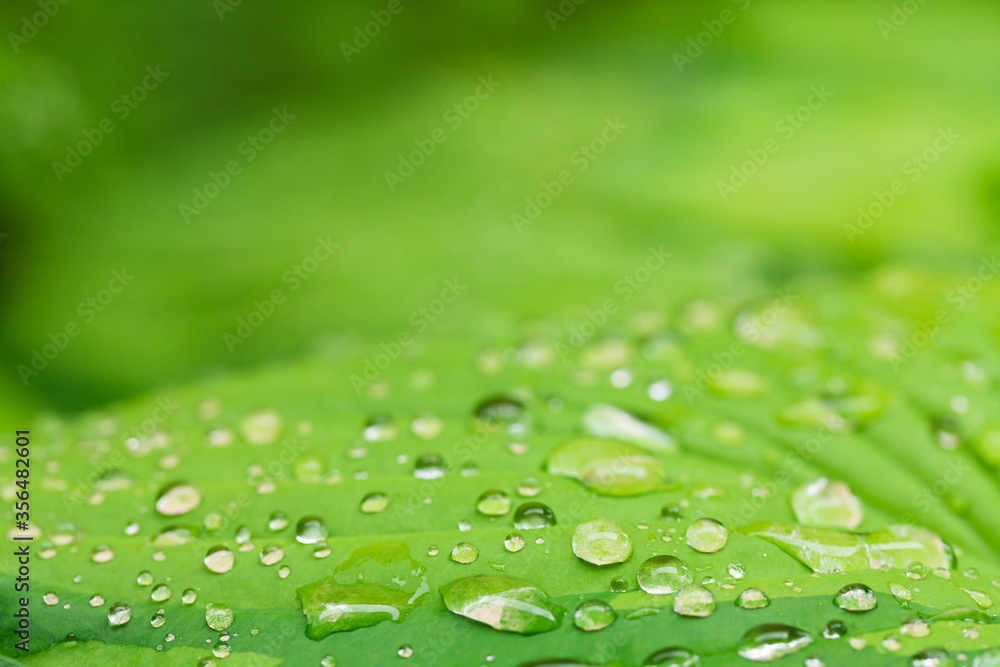 Rain water dew drops on leaf