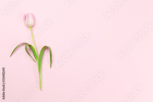 Pink tulip over pink background