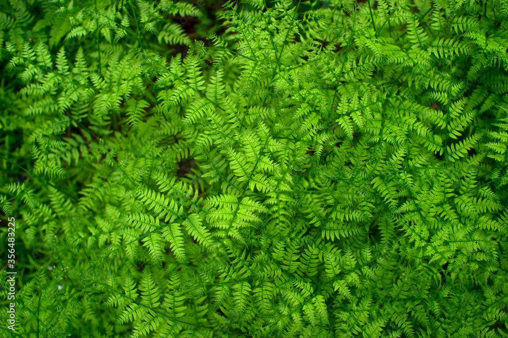 Young green thickets of fern leaves. The view from the top. Natural background Young green thickets of fern leaves. The view from the top. Natural background