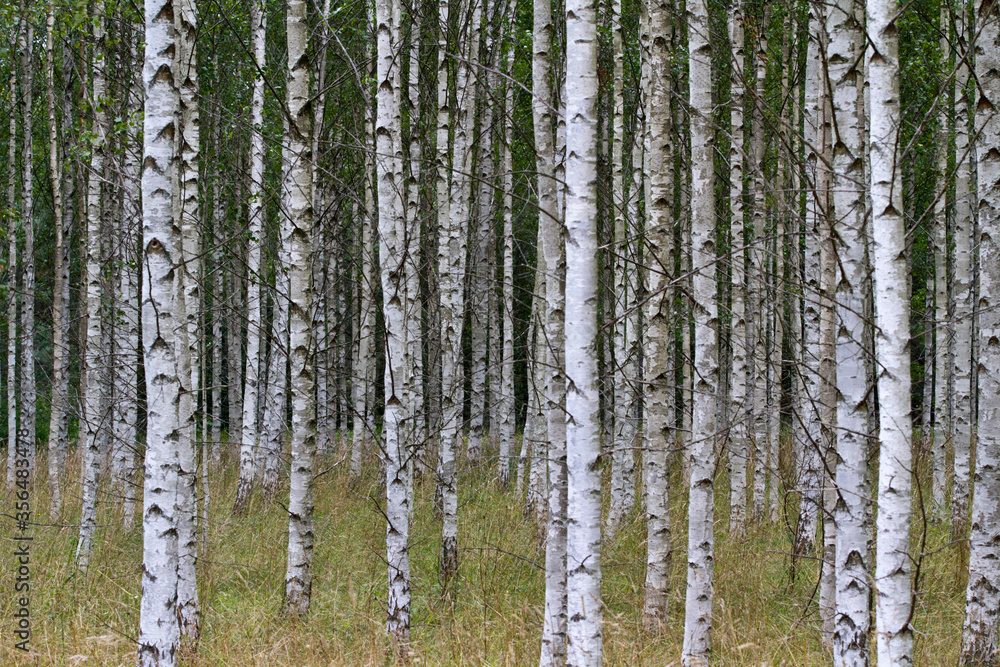 Fototapeta premium Birkenwald