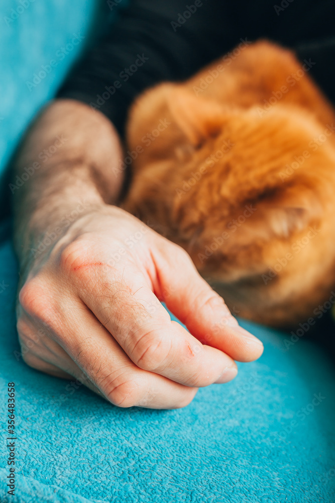 The red cat sleeps comfortably near the owner - animals love affection