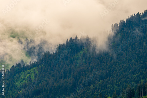Nebelverhangener Wald