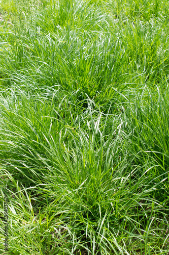 Close up image of fresh lush green grass for background.