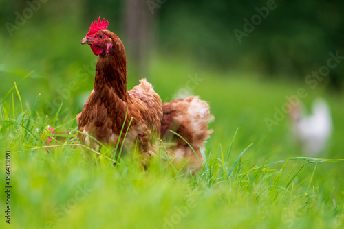 Huhn im Gras