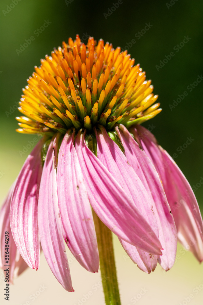 Purple Echinacea Coneflower Flowerhead - Echinacea Purpurea - F. Asteraceae Purple Echinacea Coneflower Flowerhead - Echinacea Purpurea - F. Asteraceae