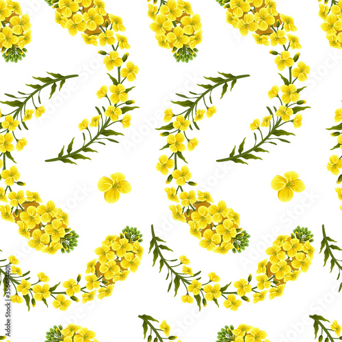Pattern rape flowers, canola. Brassica napus. Seamless vector background.