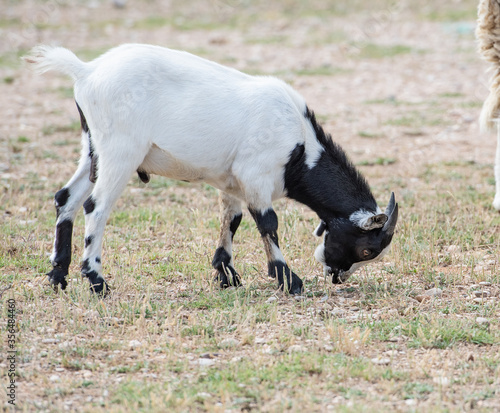 una cabra peque  a comiendo en el campo