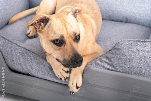 The dog is resting on the sofa dangling paws