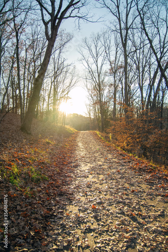 Forest Trail in Autumn / Fall with Sun Setting