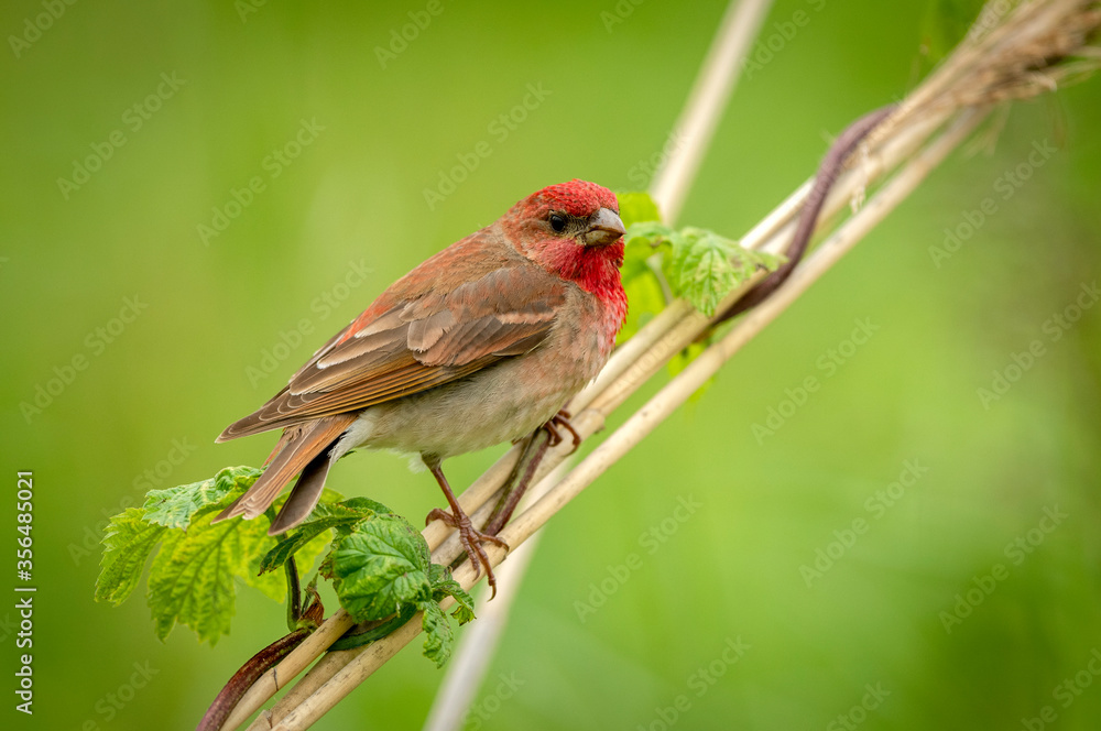 Common rosefinch ( carpodacus erythrinus ) male Common rosefinch ( carpodacus erythrinus ) male
